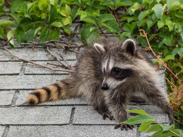 Williamsburg Wildlife Removal