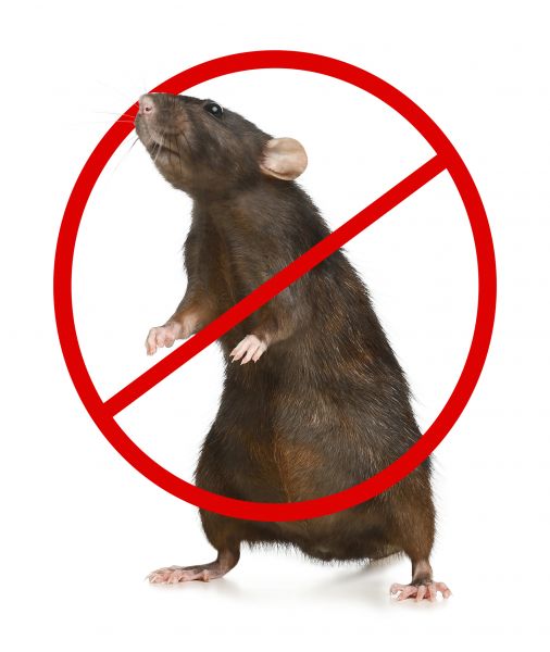 Williamsburg Pest Control Service